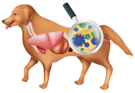 darmflora - Anatomy-of-a-dog-Magnify-Combined.png