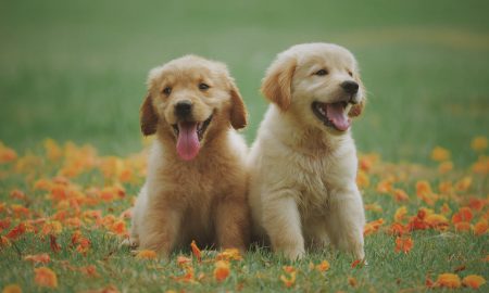 farmfood-puppies